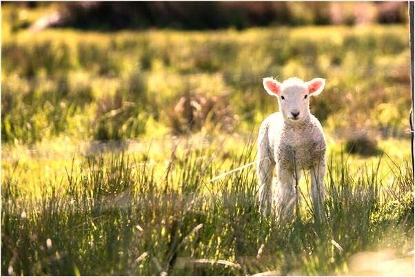 夢到了賣水稻有什麼說法_周公解夢官網