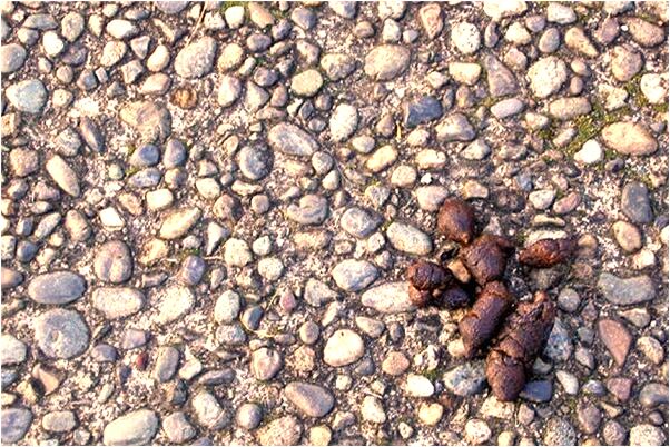 夢到婆婆死了我哭不出來意味著什麼_周公解夢官網