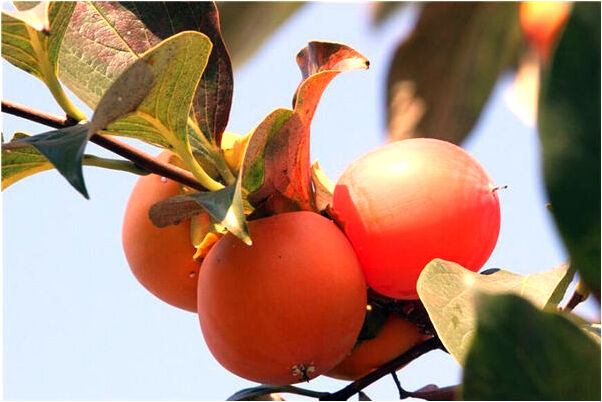 夢到了嬰兒拉了身上屎意味著什麼_周公解夢官網