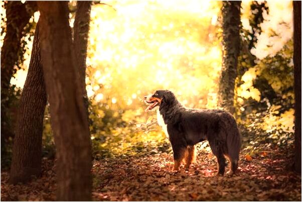 夢到和妹妹的男朋友做愛是什麼預兆_周公解夢官網