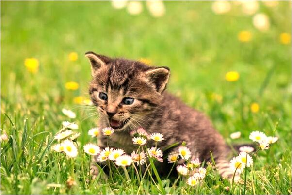 夢到了媽開麵包車有何寓意_周公解夢官網
