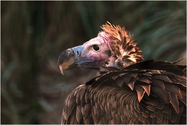 夢到了桌子上有很多酸棗是凶兆還是吉兆_周公解夢官網