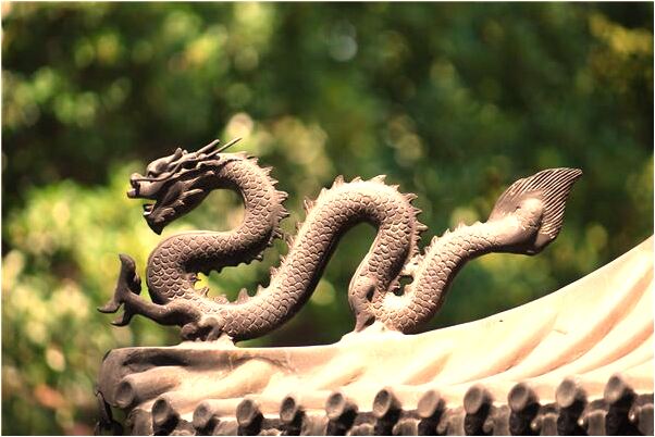 夢到了豬咬雞的預兆_周公解夢官網