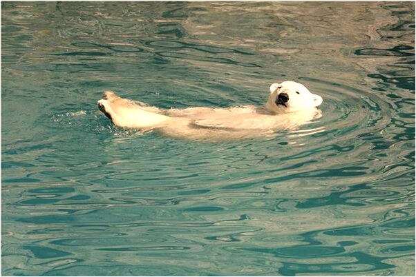 夢到摘了一個大桔子是什麼徵兆_周公解夢官網