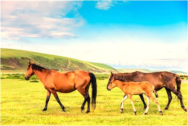 夢到被別人偷是什麼意思_周公解夢官網