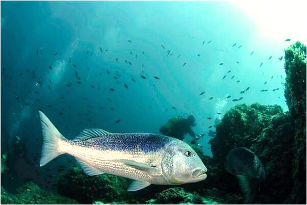 夢到老鼠排隊出門會是什麼預兆_周公解夢官網