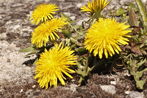 夢到自己生了五胞胎有什麼徵兆_周公解夢