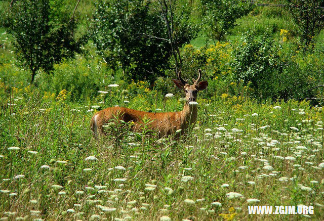 夢見上面的牙掉了一顆_周公解夢夢到上面的牙掉了一顆是什麼意思_做夢夢見上面的牙掉了一顆好不好_周公解夢官網