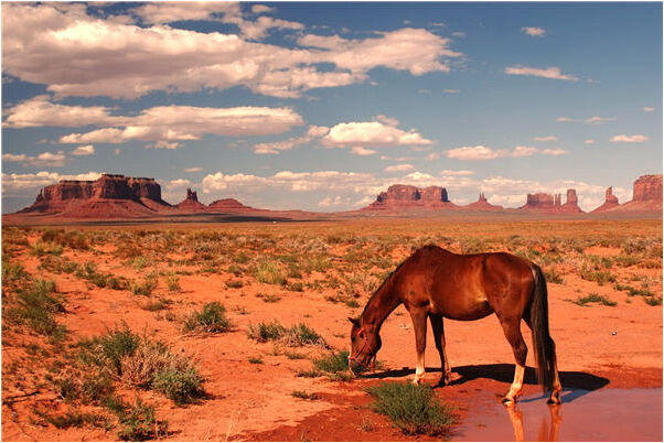 夢到別人吃生蟲子的蘋果是咋回事_周公解夢官網