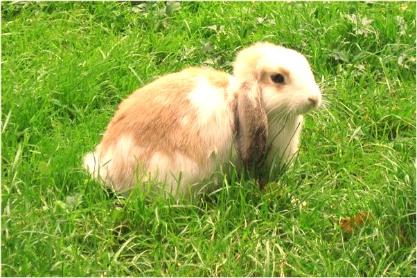 夢到了錢掉進廁所有什麼意義嗎_周公解夢官網