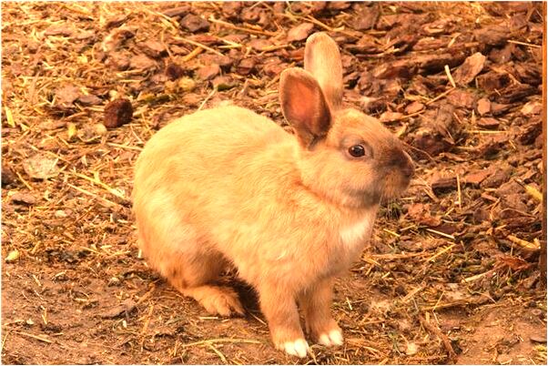 夢到洗水瓢怎么回事_周公解夢官網