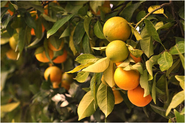 夢到別人家涼台掛兩塊豬肉是啥意思_周公解夢官網