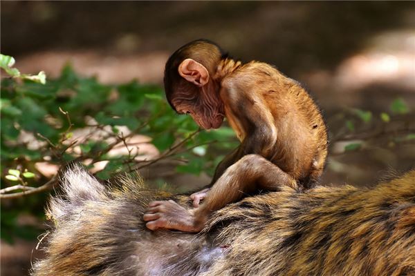 2004年五行屬什麼_十二生肖