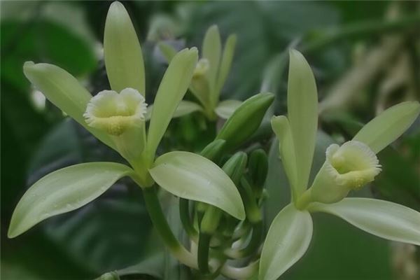 夢到了綠色的花有什麼意思_周公解夢