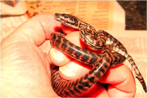 夢見自己和爸爸一起開車是凶兆還是吉兆_周公解夢官網