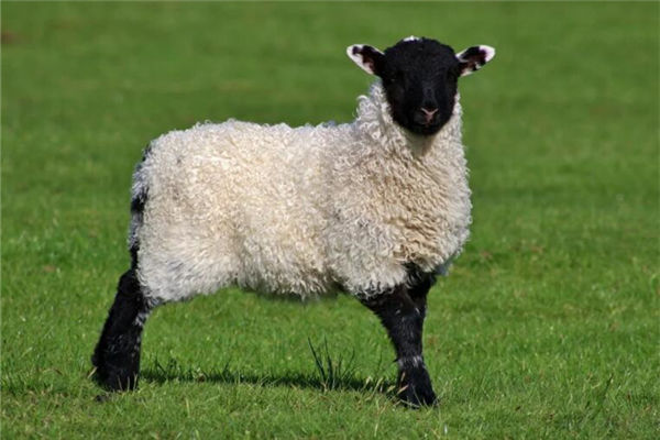 屬相羊年份性格特點_十二生肖