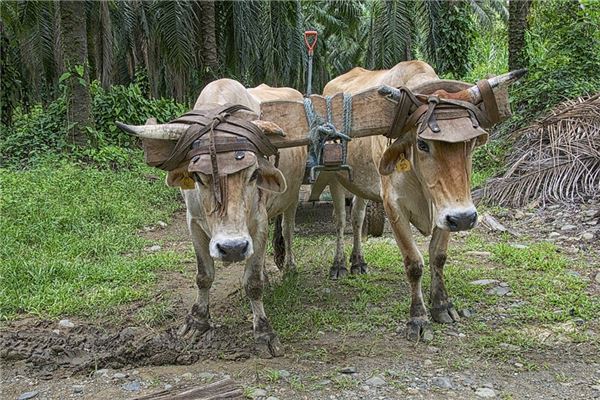 夢到了黃牛拉車有什麼預示嗎_周公解夢