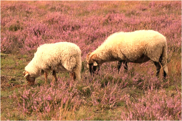 夢到打掉的娃娃有什麼徵兆_周公解夢官網