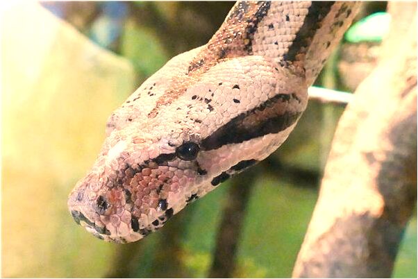 夢到抓到一隻大龍蝦是什麼徵兆_周公解夢官網