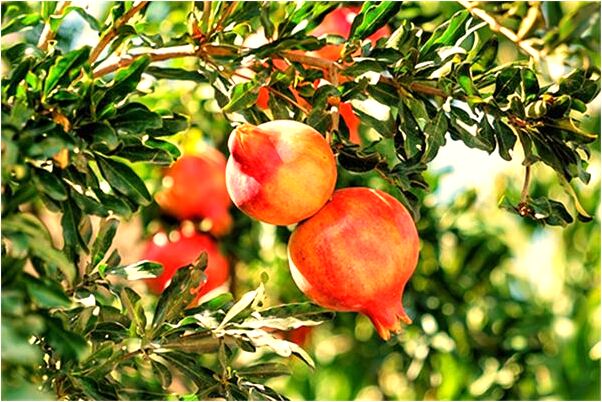 夢到了偷來的湯圓與餃子掉在地上是怎么回事_周公解夢官網