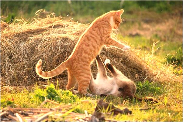 夢到了我和老公請他同學吃粥怎么回事_周公解夢官網