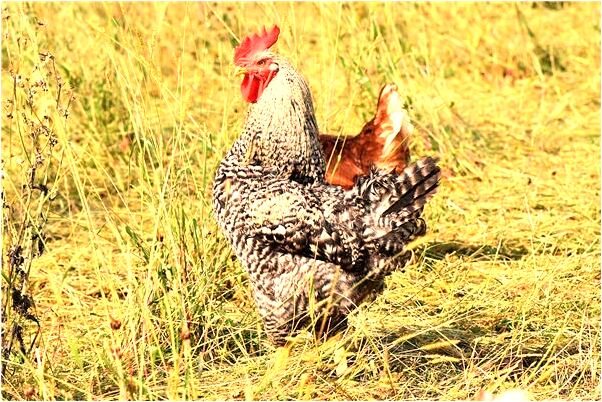 夢到與女生一起上課什麼預兆_周公解夢官網