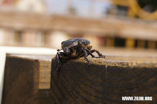 夢見別人的飛機墜落_周公解夢夢到別人的飛機墜落是什麼意思_做夢夢見別人的飛機墜落好不好_周公解夢官網