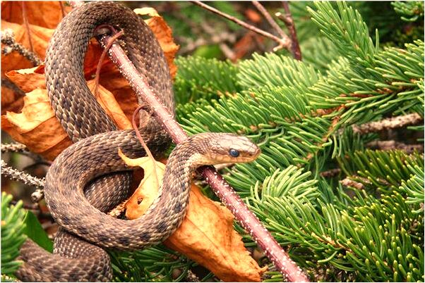 夢到殺蛇燉湯喝怎么樣_周公解夢官網