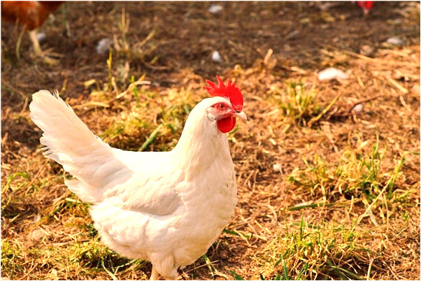 夢見自己的左腿瘸了是什麼預兆_周公解夢官網