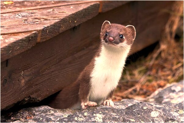 夢到了陌生小孩被殺有什麼寓意嗎_周公解夢官網