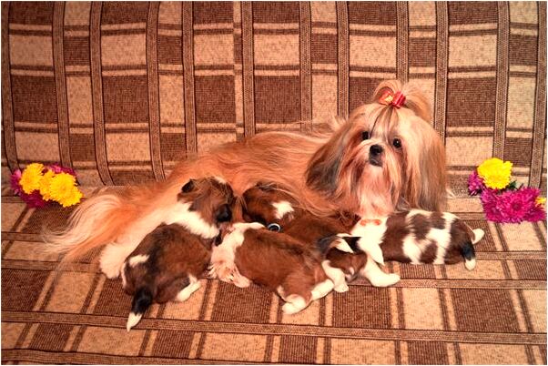 夢到帶領朋友逃避喪屍追殺是什麼意思_周公解夢官網