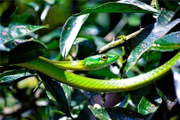 夢到蛇追自己預示著什麼_周公解夢