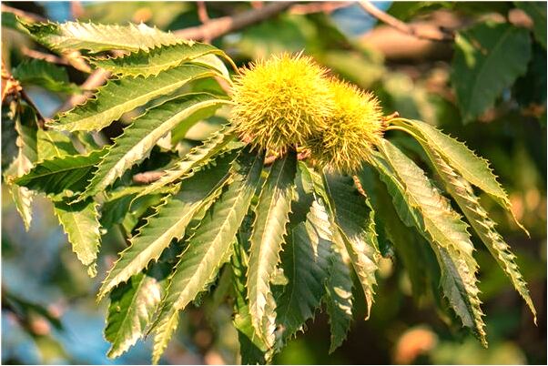 夢到了懷孕的人自己吃梨是好是壞_周公解夢官網