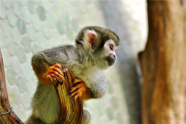 1980年是什麼命能發財嗎_十二生肖