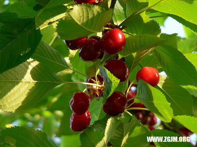 夢見與母親吵架_周公解夢夢到與母親吵架是什麼意思_做夢夢見與母親吵架好不好_周公解夢官網
