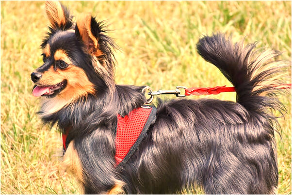 夢到賣熟魚有什麼預兆_周公解夢官網