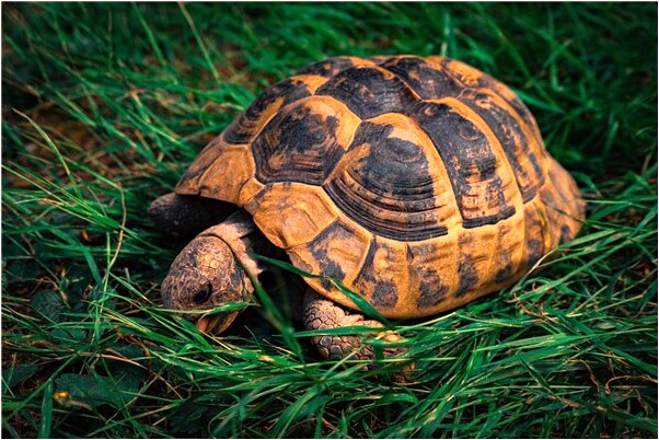 夢到了家裡的東西亂七八糟的有何寓意_周公解夢官網