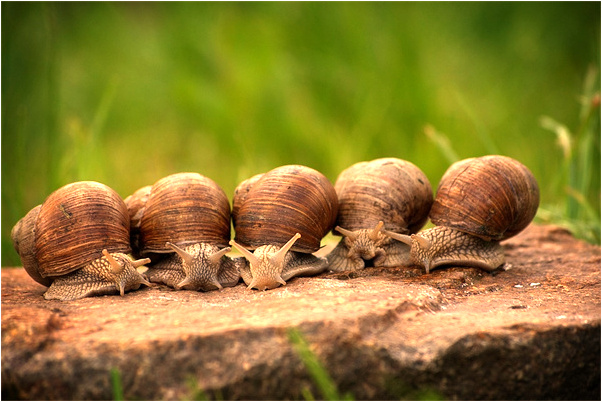 夢到了大樹著火別人澆滅是什麼意思？_周公解夢官網