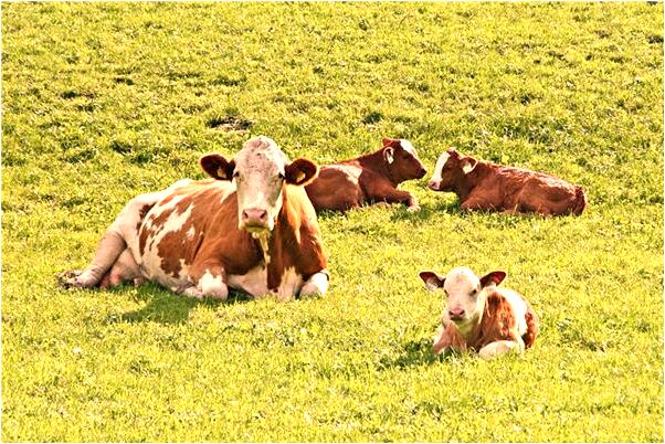 夢到了摘大瓜什麼寓意_周公解夢官網