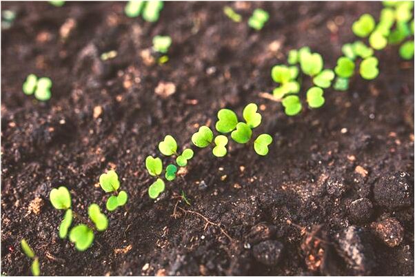 夢到了卵子排出陰道是不是好的徵兆呢_周公解夢官網