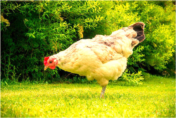 夢見過世的親人摸自己臉代表著什麼_周公解夢官網