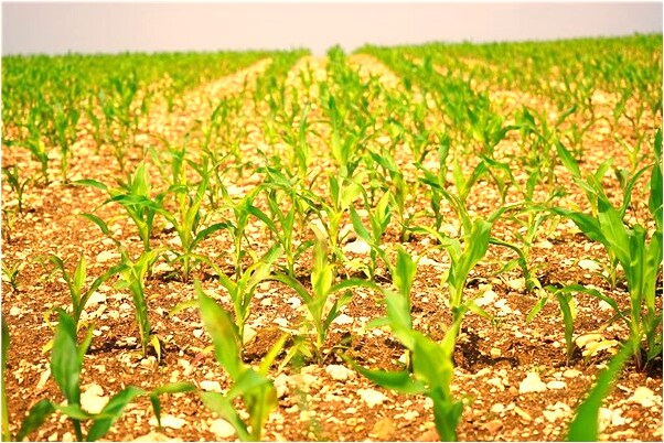 夢到了陌生人親自己有什麼寓意嗎_周公解夢官網