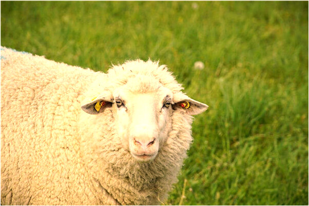 夢到了殺大鱷魚會怎么樣_周公解夢官網