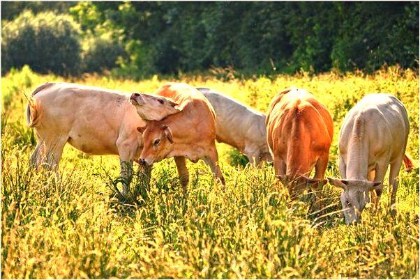 夢見范洪玲會是什麼預兆_周公解夢官網