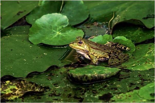 夢見小狗變瘋預示什麼_周公解夢官網