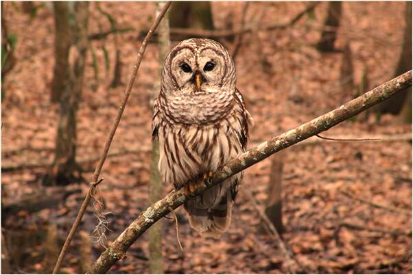 夢到了多人抓野雞代表著什麼？_周公解夢官網