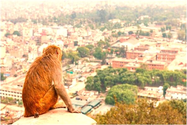 夢見自己被剃陰毛會怎么樣_周公解夢官網