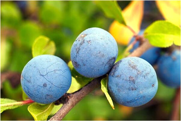 夢到了兩條蛇打假到最後都死了意味什麼_周公解夢官網