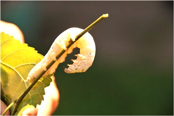 夢到綠蛇咬自己有什麼意義嗎_周公解夢官網