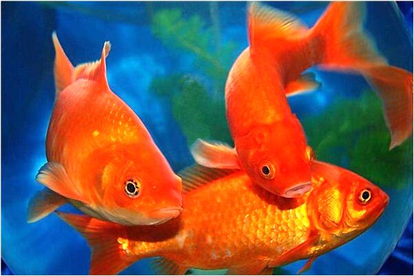 夢見周夢麗什麼寓意_周公解夢官網